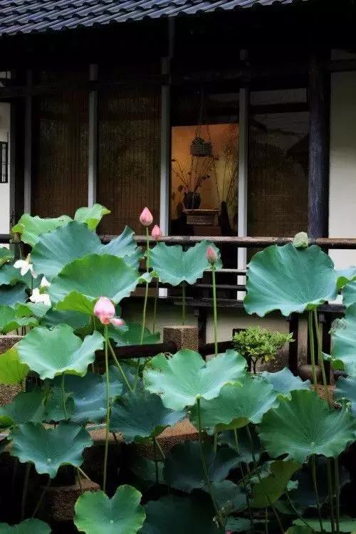 這樣的院子，只有中國(guó)人駕馭得了它！