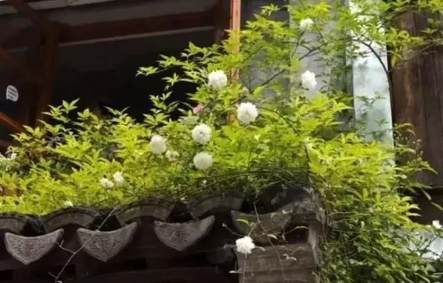 這樣的院子，只有中國(guó)人駕馭得了它！